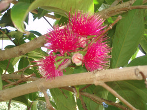Mountain Apple