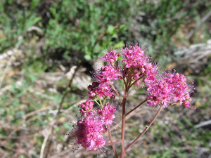 Mt. Spirea