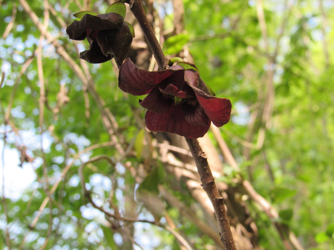 Paw Paw flower essence