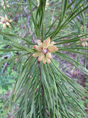 Pine flower essence