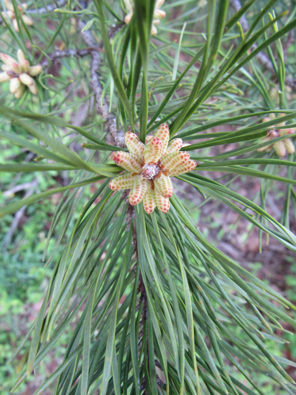 Pine flower essence