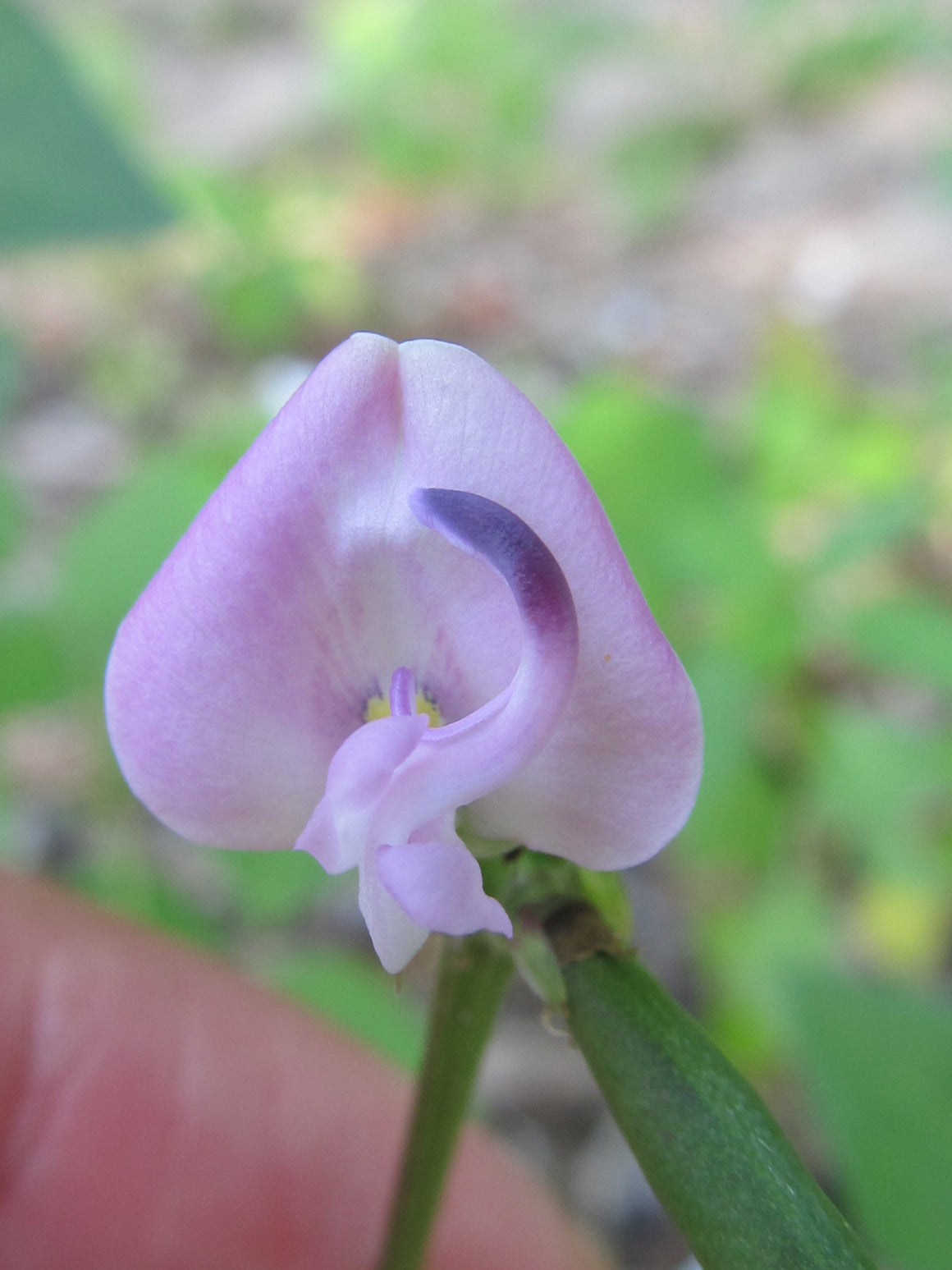 Pink Bean flower essence