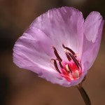 Pink Clarkia