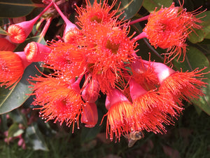 Red Gum flower essence