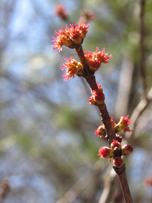 Red Maple flower essence