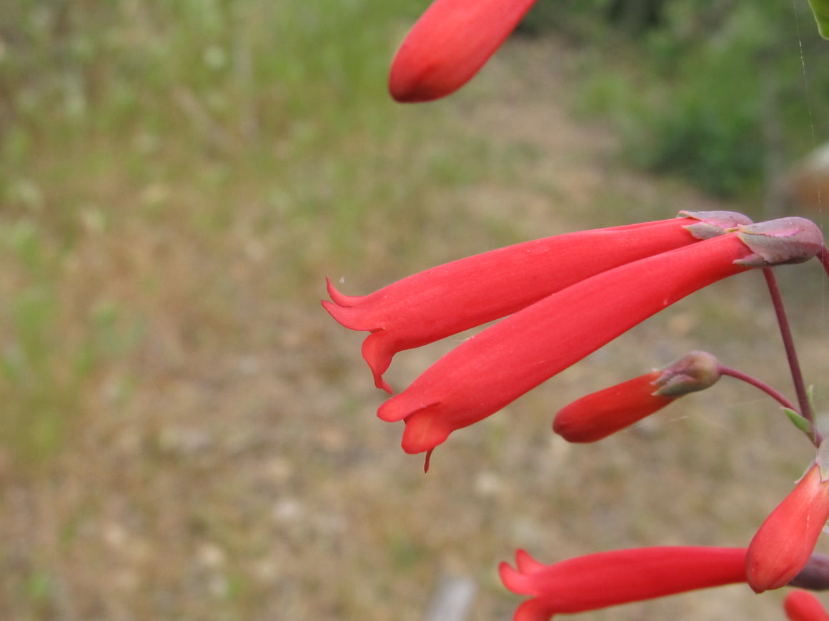 Scarlet Bugler