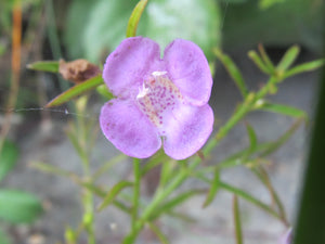 False Foxglove Flower Essence (aka Smooth Gerandia)
