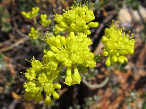 Sulfur Flower