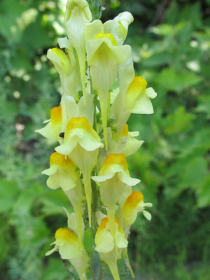 Toadflax