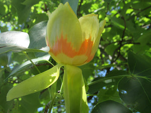 Tulip Poplar flower essence