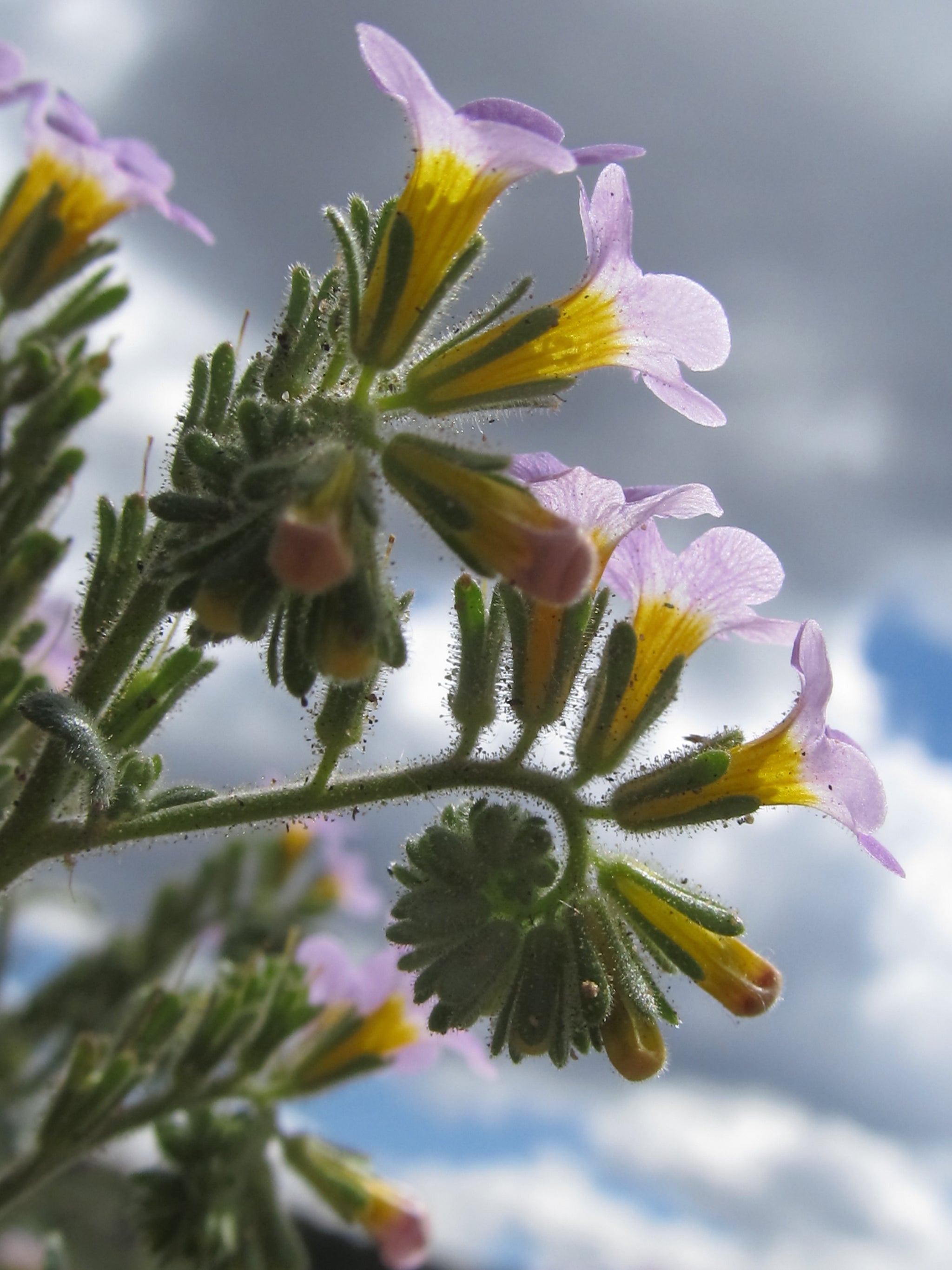 Two Color Phacelia