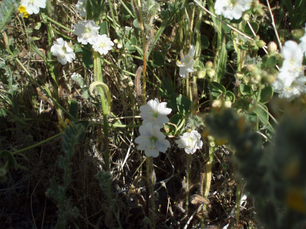 Morning Glory Flower Essence Benefits Best Flower Site