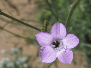 Volcanic Gilia