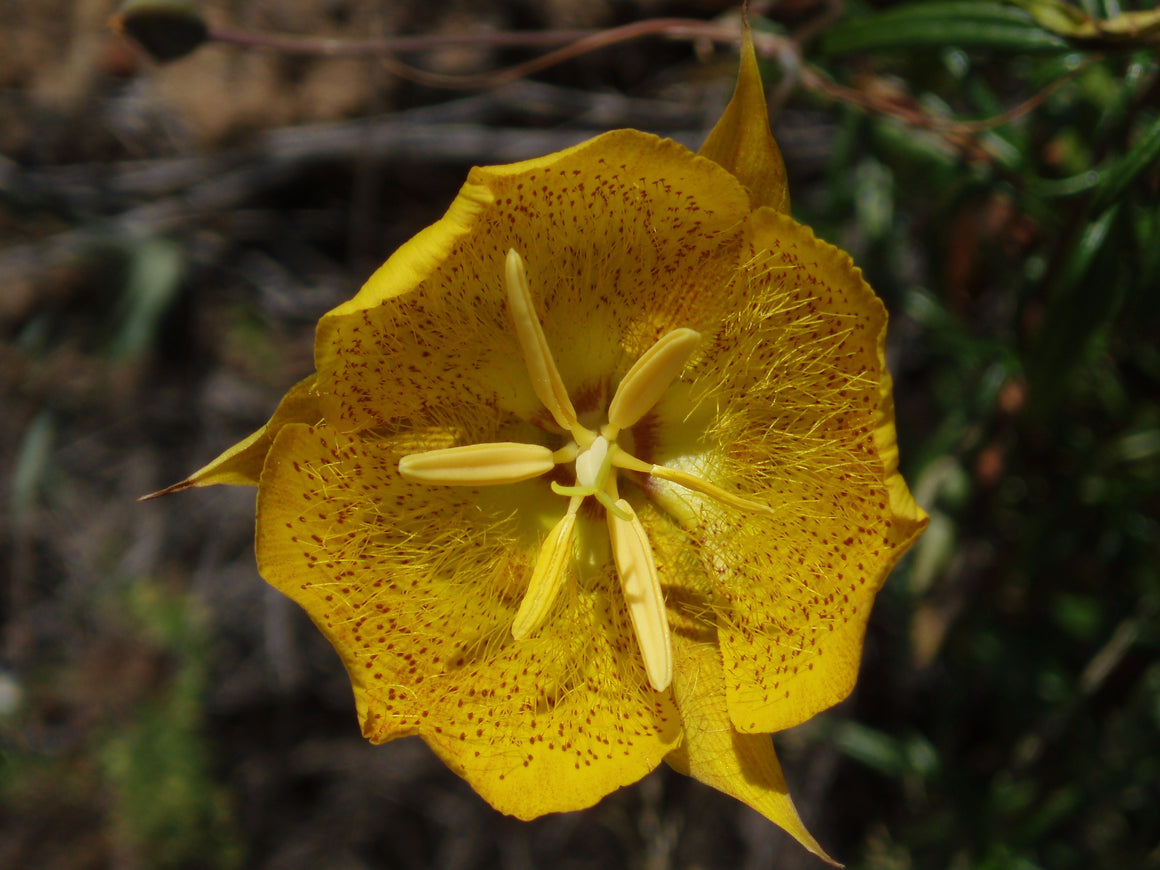 Weeds Mariposa Lily