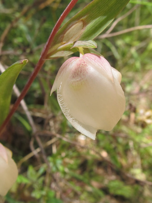 white globe lily White Globe Lily