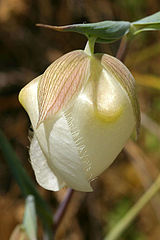 White Globe Lily