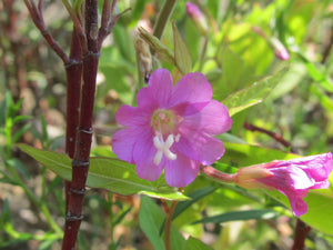 Willow Herb