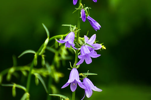 Bellflower flower essence