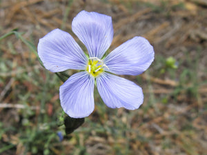 Blue Flax Flower Essence