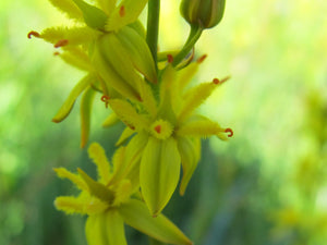 Bog Asphodel Flower Essence