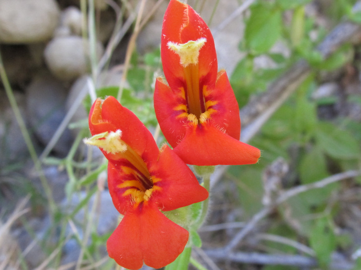 Cardinal Monkeyflower - Flower Essence