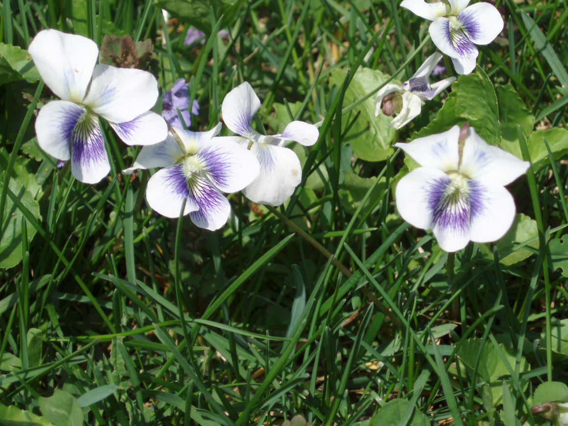 Confederate Violet Flower Essence