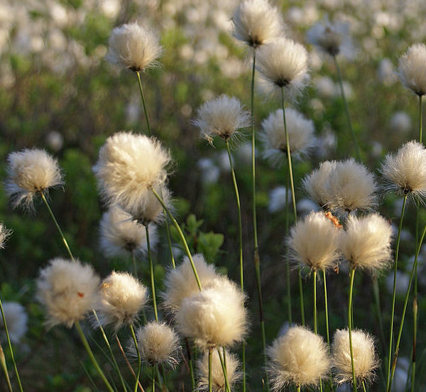 Cottongrass Flower Essence