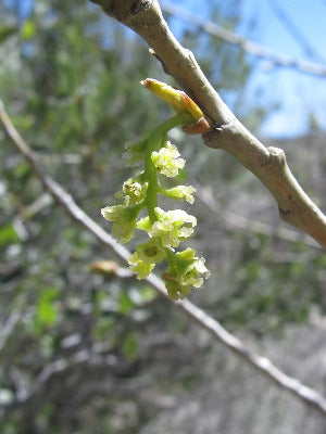 Cottonwood Flower Essence