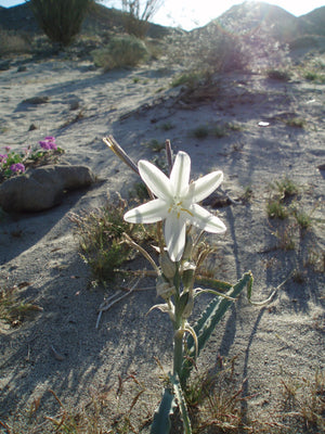 Desert Lily Flower Essence