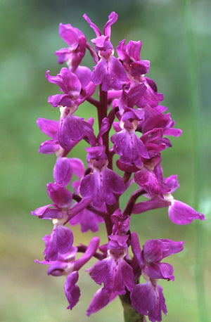 Early Purple Orchid Flower Essence