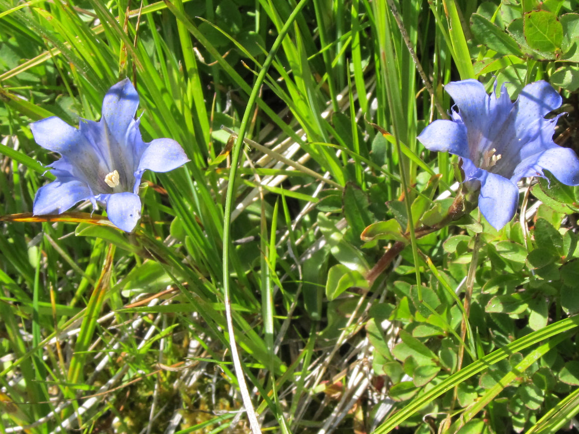 Explorer's Gentian Flower Essence