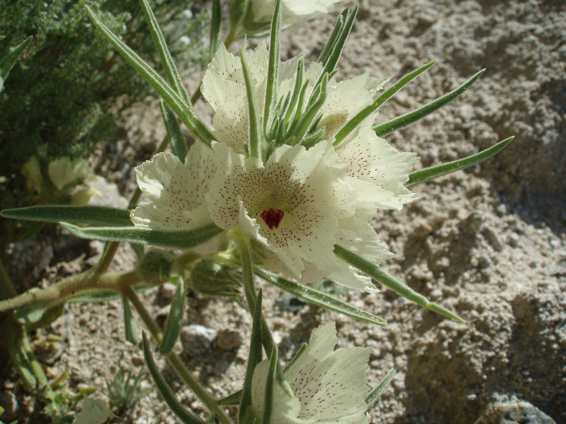 Ghost Flower