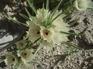 Ghost Flower