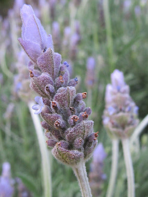 Lavender Flower Essence