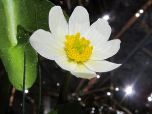 Marsh Marigold