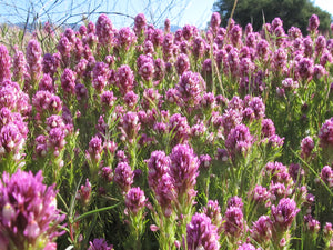Owl Clover