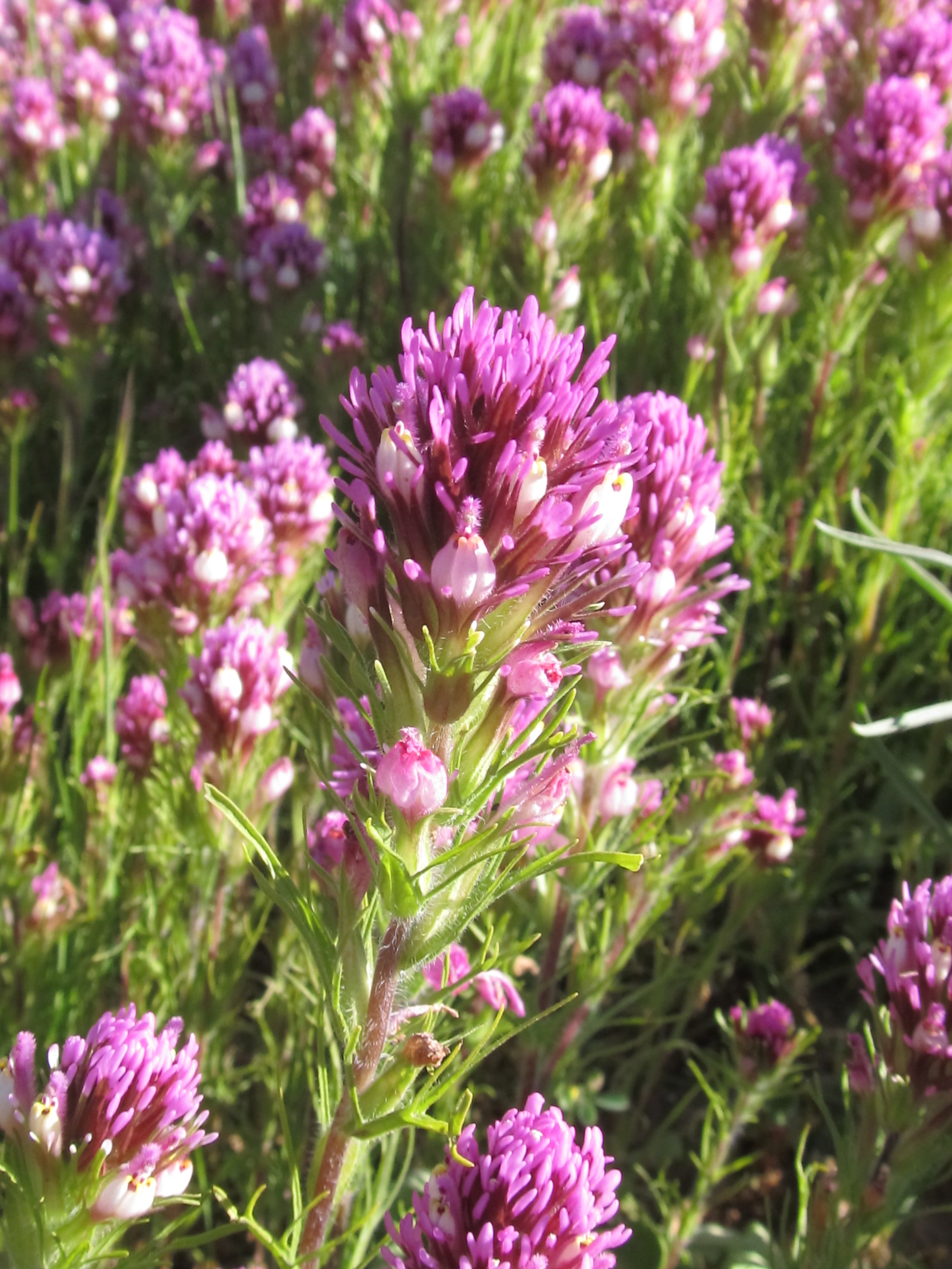 succulent owl's clover Owl Clover