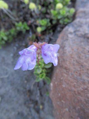 Penstemon