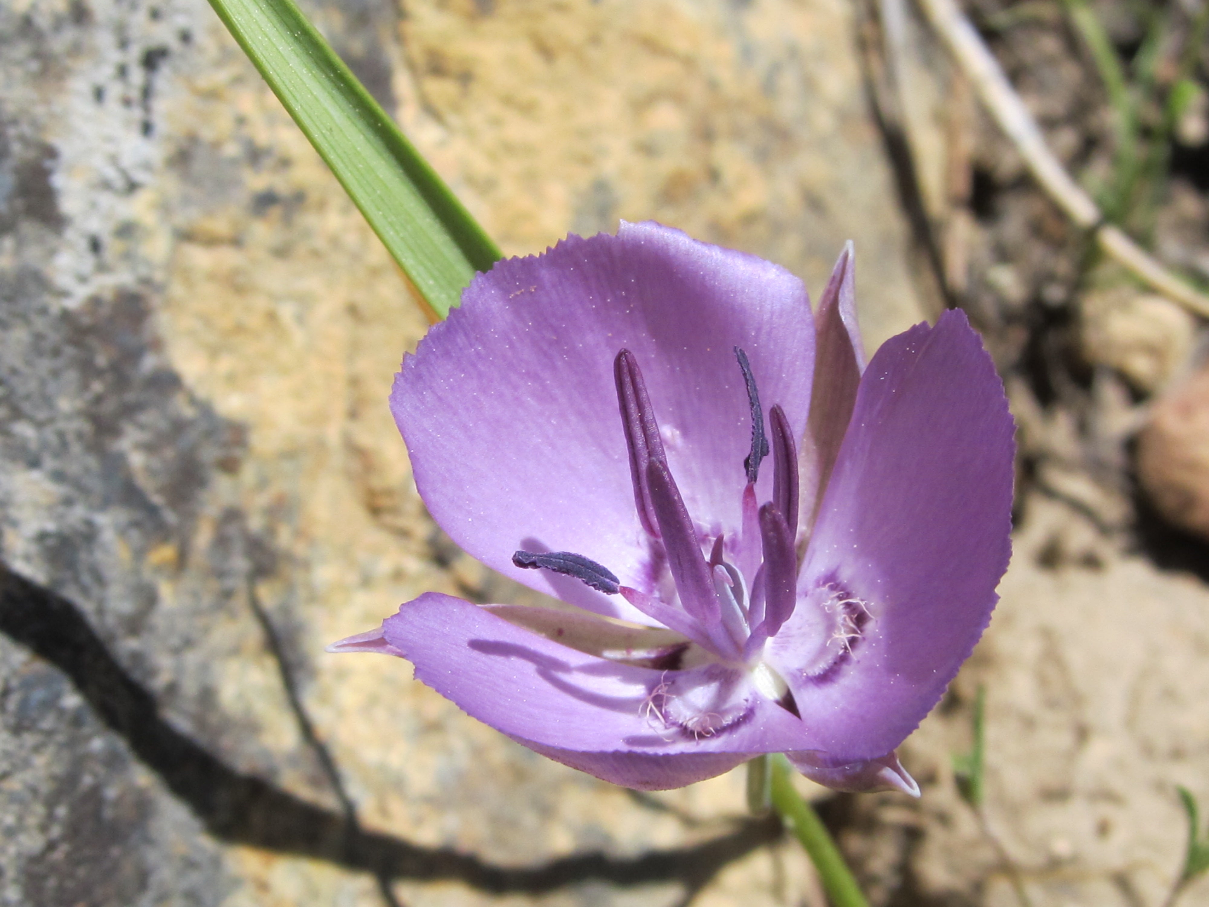 Purple Mariposa Lily flower essence