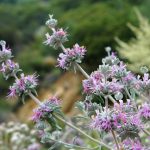 Purple Sage Flower Essence