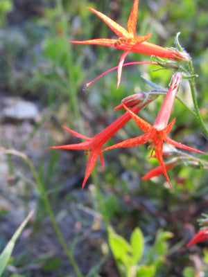 Scarlet Gilia