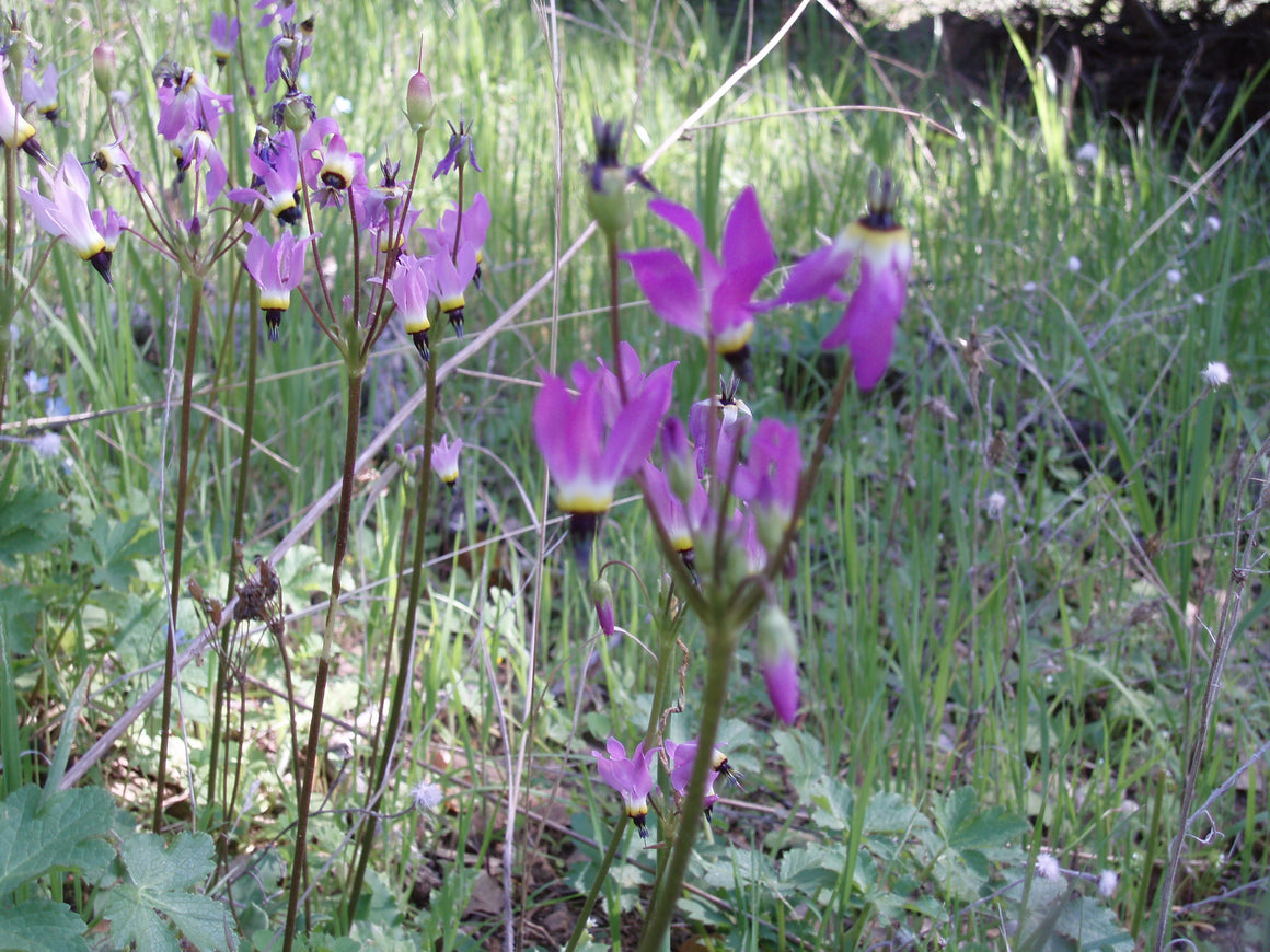 Shooting Star Flower Essence