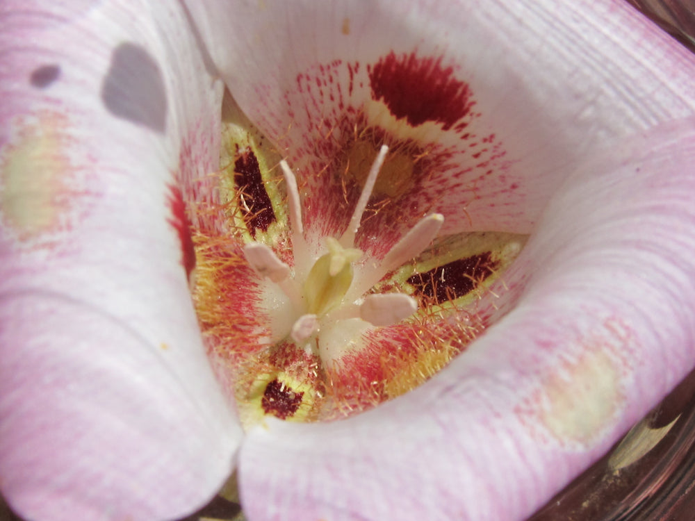 Venus Mariposa Lily Essence Alchemy