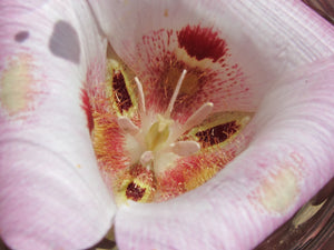 Venus Mariposa Lily