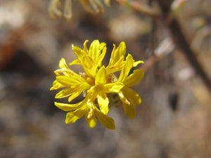 Vinegar Weed