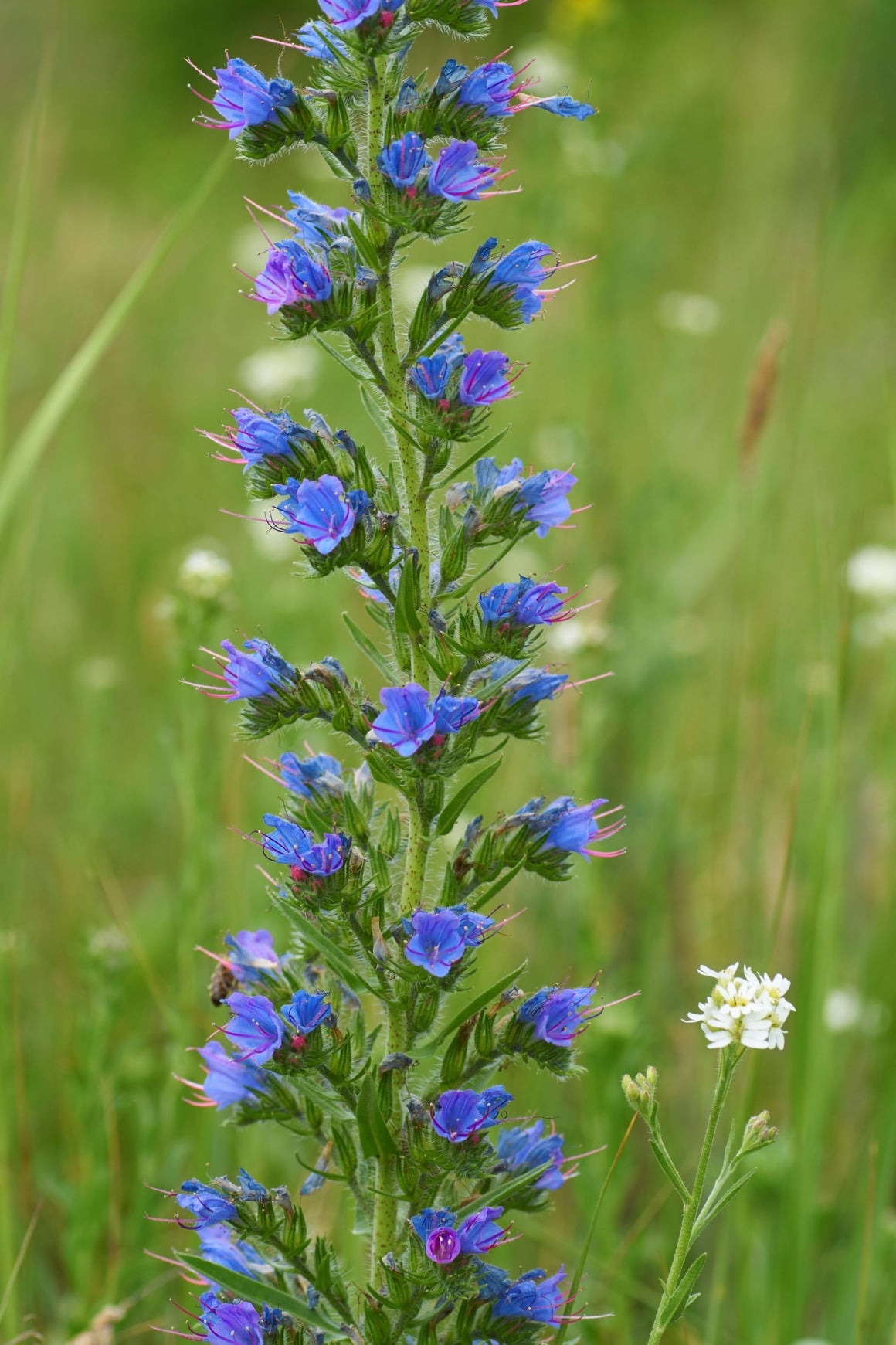 Vipers Bugloss