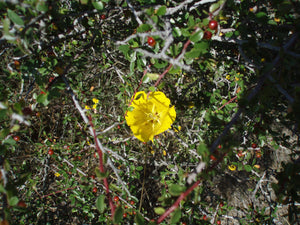 Weeds Mariposa Lily