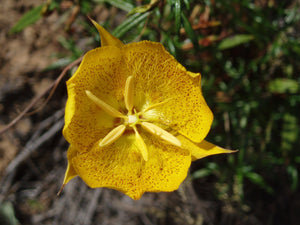 Weeds Mariposa Lily