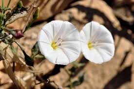 White Morning Glory