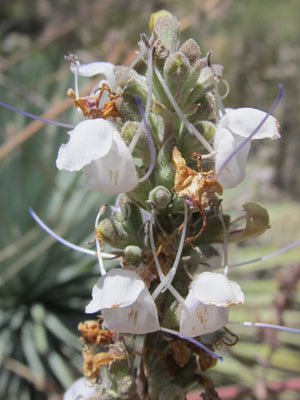 White Sage